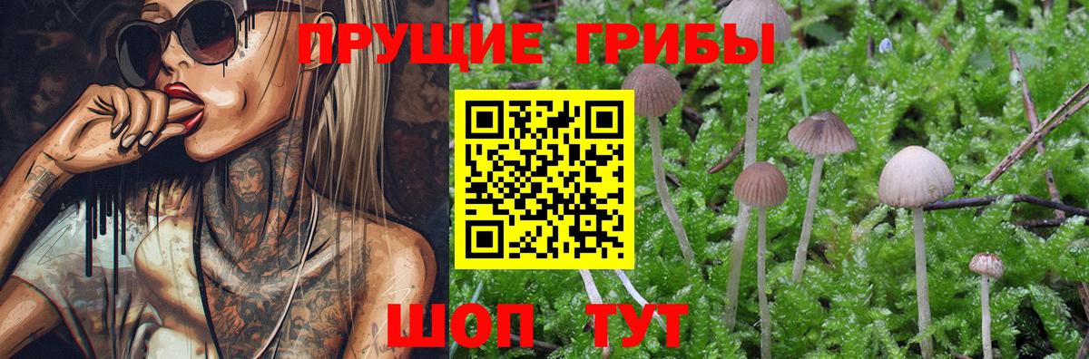 Солнечногорск  Псилоцибиновые грибы Magic Shrooms  Вход с VPN  Псилоцибиновые грибы мицелий 
